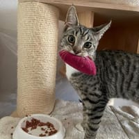 Jojo - nicht ohne sein Stofftier, Kater zur Adoption