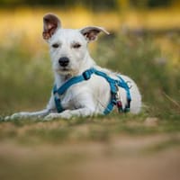 Antonino möchte Ihnen Freude bereiten, Hund zur Adoption