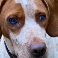 STEVIE - liebenswert trotz Handycap, Hund zur Adoption