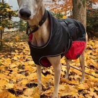 Stitch der liebevolle Galgo in /82284, Hund zur Adoption