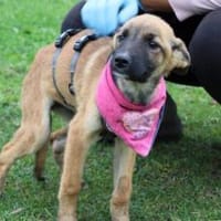 Sofie freut sich auf dich, Hündin zur Adoption