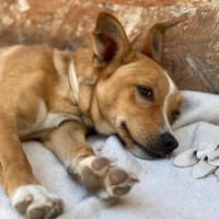 Menschenbezogene Poppy auf PS bei Köln, Hündin zur Adoption