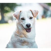 Nadirah - wartet in 35460 Staufenberg, Hündin zur Adoption