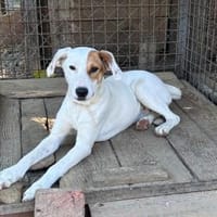 Luna auf Pflege in Euskirchen, Hündin zur Adoption