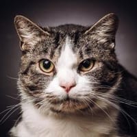 BIBO-ein zartes Herz auf dicken Pfoten, Kater zur Adoption