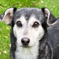 FRITZI-zarte,aufgeschlossene Hündin,43cm, Hündin zur Adoption