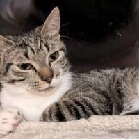 Connor sucht einen Kumpel zum Toben, Kater zur Adoption