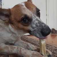 Wer verliebt sich in ANOUK?, Hündin zur Adoption