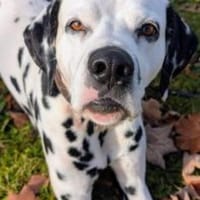 NOTFALL- Ivo sucht Pflegestelle/Zuhause, Hund zur Adoption