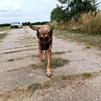 Ina, Hündin zur Adoption