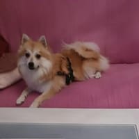 Wanda, Kleinspitzwelpenmädchen, Hündin zur Adoption