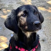 Entspannter Olaf auf PS in Leverkusen, Hund zur Adoption