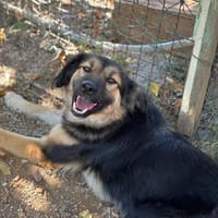 Verschmuste Cookie auf PS bei Augsburg, Hündin zur Adoption