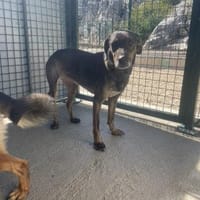 Sanfte Nela-Greta sucht Liebe, Hündin zur Adoption