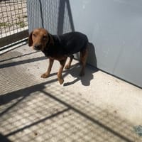 Zarte Seele Rolly voller Hoffnung, Hündin zur Adoption