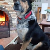 Manolo wartet in München!, Hund zur Adoption