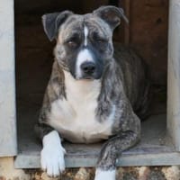 Wunderschöner Niky, Hund zur Adoption