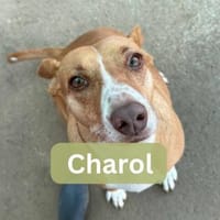 CHAROL, w., kastr., Mischling, ca. 47 cm, Hündin zur Adoption