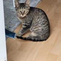 Süßer Akari sucht seine Menschen, Kater zur Adoption