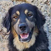 Aramis 💗 wartet in 31812 Bad Pyrmont, Hund zur Adoption