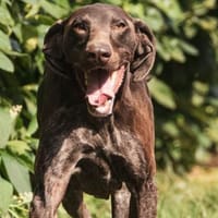 Donna - eine ganz besondere Hündin, Hündin zur Adoption