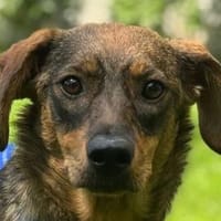 FABIENNE-menschen bezogene Hündin, 53 cm, Hündin zur Adoption