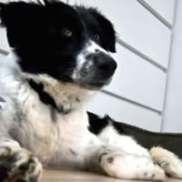 Zuhause gesucht für Feivel, Hund zur Adoption