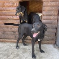 Hayley möchte endlich ankommen, Hündin zur Adoption