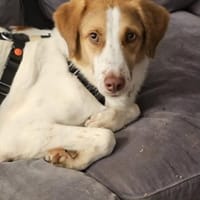 Loki: Ein Schelm sucht sein Zuhause, Hund zur Adoption