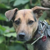 Gino - liebevoll & schüchtern, Hund zur Adoption