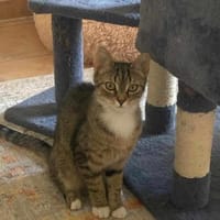 Schüchterne Lilly, Katze zur Adoption