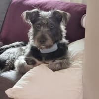 Muffin auf Pflegestelle in 24220 Flintbe, Hund zur Adoption