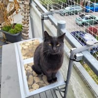 Lackfellchen Nia sucht ihre Familie, Katze zur Adoption