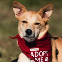 Menschenbezogener, lieber Aurell, Hund zur Adoption