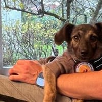 Goldiges Hundemädchen Solea, Hündin zur Adoption