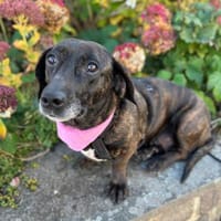 Seelenhündin Lady sucht ihr Glück, Hündin zur Adoption