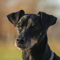 Bodi - topfit und kinderlieb, Hund zur Adoption