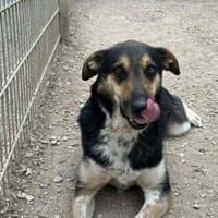 Aleksi hat seine Koffer schon gepackt, Hund zur Adoption