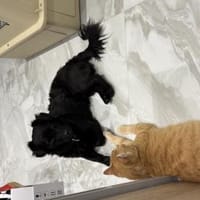 LUPO - geb.ca. 05/2024 - Mudi Dackel Mix, Hund zur Adoption