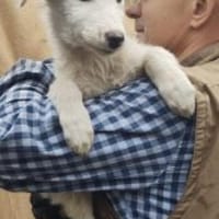 Mioma 34 cm (Nov 25) Pflegestelle, Hündin zur Adoption