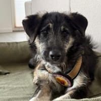 Wer möchte Missy eine Chance geben ?, Hündin zur Adoption