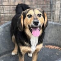 Violy 45 cm (Pflegestelle), Hund zur Adoption