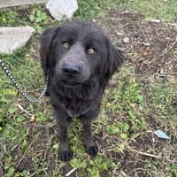 Sorina  Lebensfreude auf vier Pfoten, Hündin zur Adoption