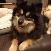 Karkusa #, Hündin zur Adoption