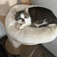 Disney, poezen ter adoptie