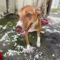 INDI, chienne à adopter