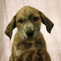 FRANKLIN HAA24611, chien à adopter