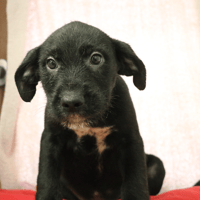 MARTIN HAA24613, chien à adopter