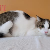 Galipette, chatte à adopter