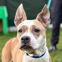 LEIKA &amp; VENUS, chienne à adopter